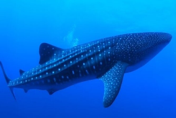 Snorkel with whale sharks includes equipment & transportation - Equipment and transportation, and why they matter more than you think