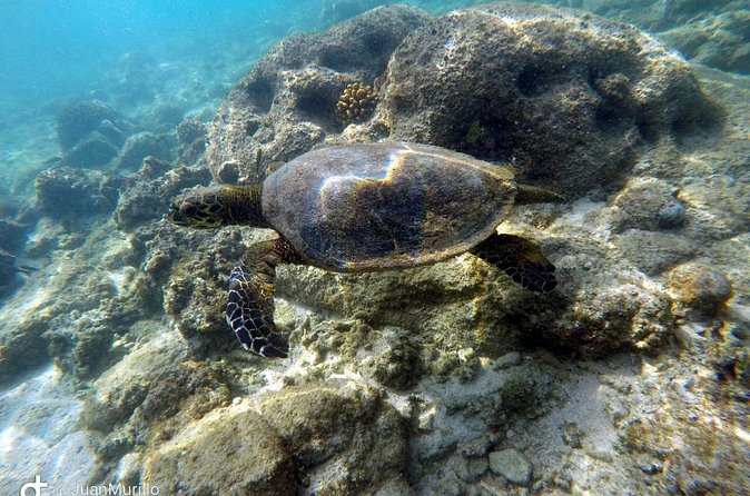 Snorkeling Adventure Cabo Pulmo - Stop 1: Cabo Pulmo Marine Preserve, where the reef work happens
