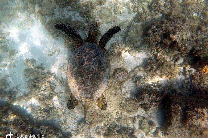 Snorkeling Adventure Cabo Pulmo - Price and value: is $120 fair for Cabo Pulmo?