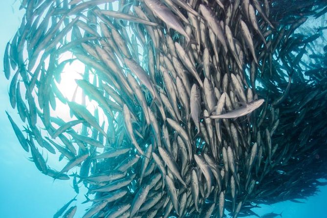 Snorkeling Adventure Cabo Pulmo - The 3-hour schedule, and how it stays enjoyable