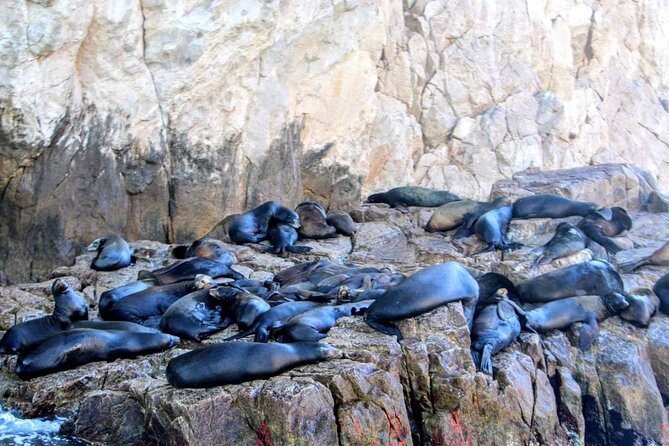 Snorkeling and whale watching Tour in Cabo - What is included: drinks, snorkeling gear, and photo and video extras