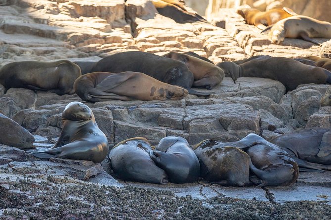 Snorkeling at Pelicans Rock - The Cabo Sights: Arch, Sea Lions, and Lands End From the Water