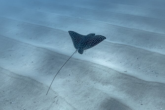 Snorkeling in San Jose del Cabo - What Makes This San Jose del Cabo Snorkeling Feel Easy