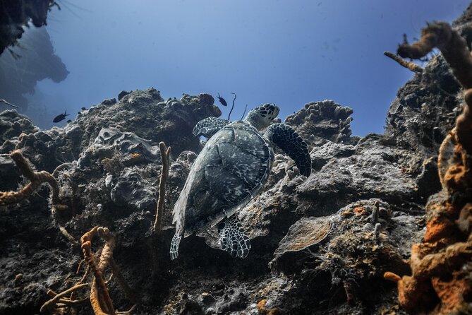 Snorkeling in San Jose del Cabo - East Cape Beach Reef Time: Coral, Fish, and Rays