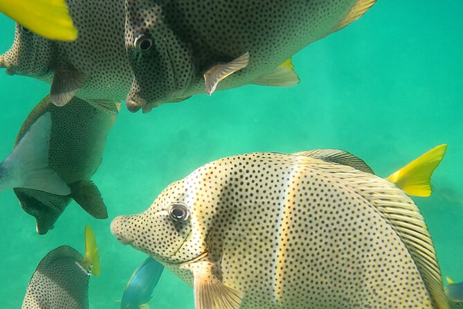 Snorkeling On Chilean Beach Transportation And Drinks Included - Getting There: Pickup Rules You Should Not Ignore