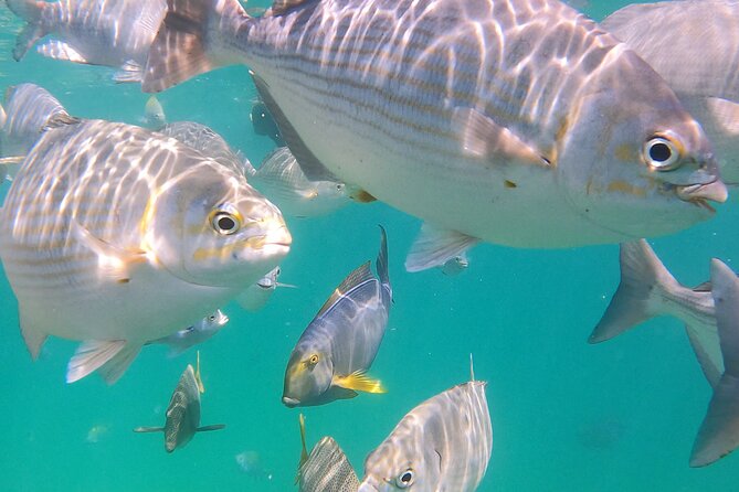 Snorkeling On Chilean Beach Transportation And Drinks Included - Who Should Book This Snorkeling From Chilean Bay Tour