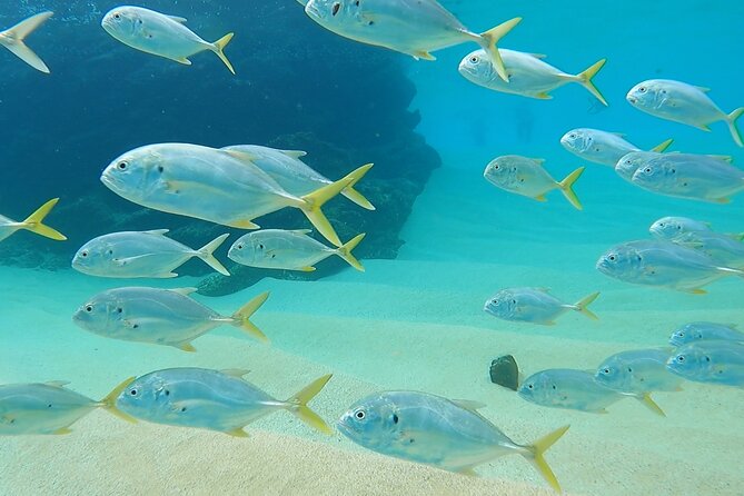 Snorkeling On Chilean Beach Transportation And Drinks Included - Playa el Chileno, 45 Minutes of Guided Snorkeling, and Staying Close