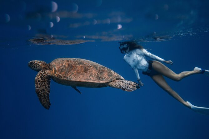 Snorkeling Open Ocean Wildlife Safari in Los Cabos with Photos Included - Sea of Cortez open-ocean snorkeling, not just a coastal stop