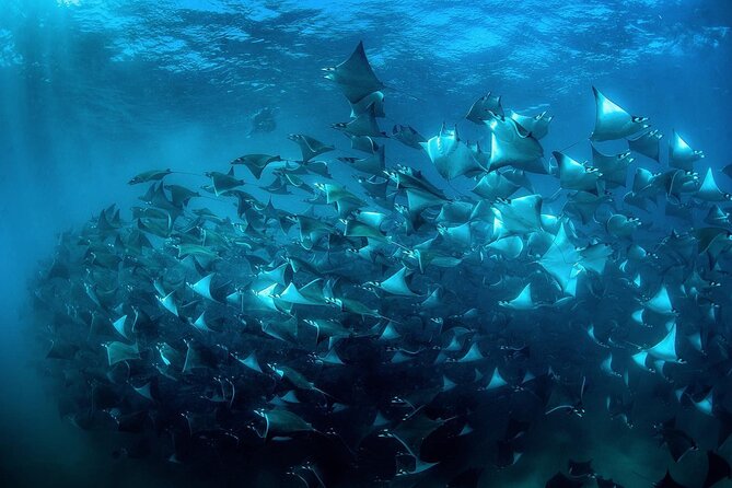 Snorkeling Open Ocean Wildlife Safari in Los Cabos with Photos Included - The boat ride route: Arch, Lands’ End, Lovers Beach, and sea lion country