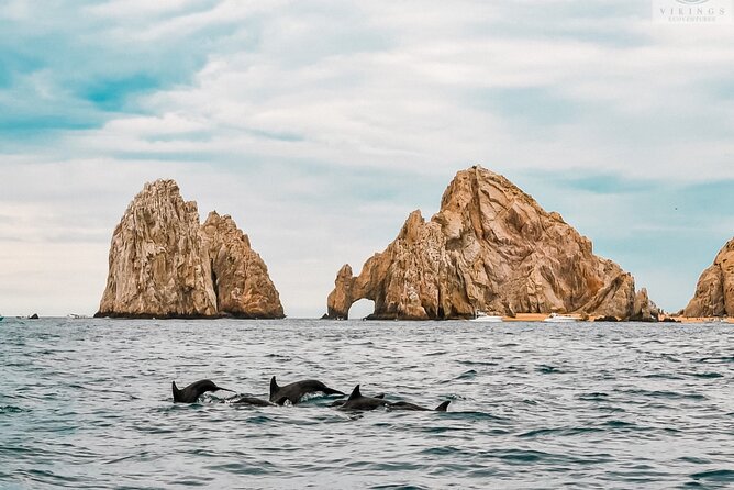 Snorkeling Open Ocean Wildlife Safari in Los Cabos with Photos Included - Pelagic wildlife safari: what you might see in open water