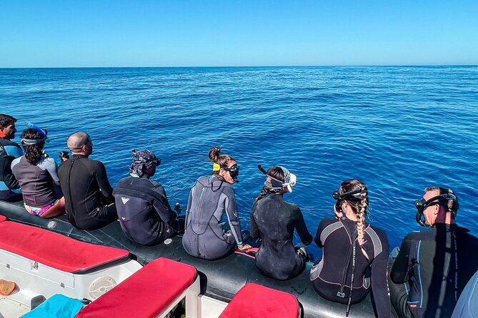 Snorkeling Open Ocean Wildlife Safari in Los Cabos with Photos Included - Getting in the water: snorkel gear, safety, and respect