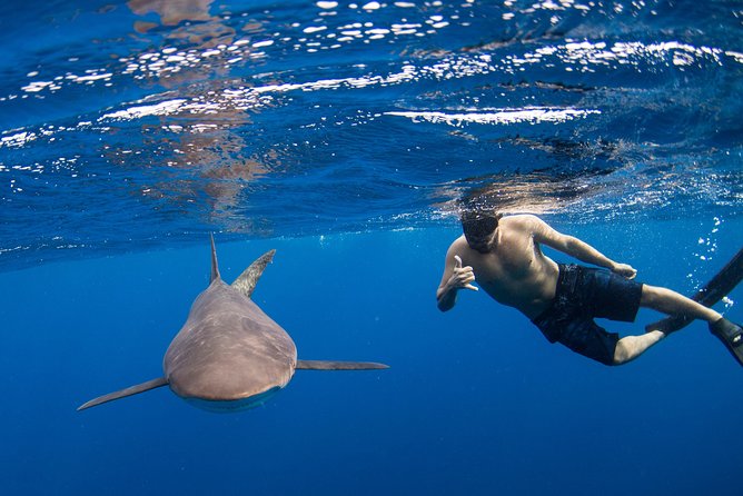 Snorkeling or Swimming with Sharks in Cabo San Lucas - Quick hits (what you’ll notice fast)