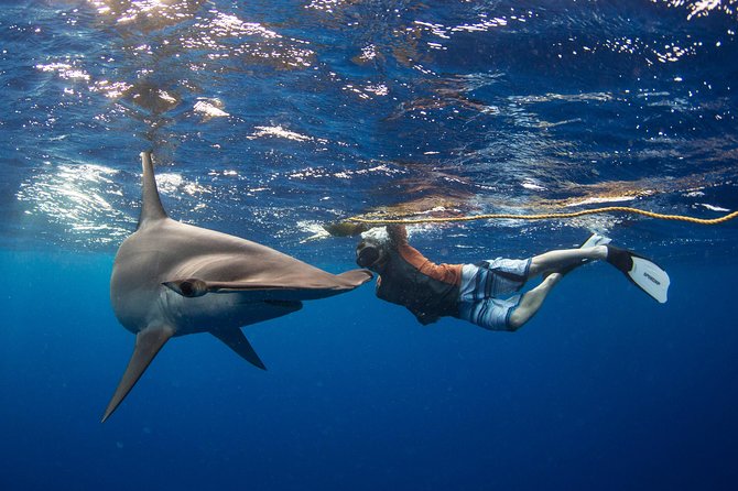 Snorkeling or Swimming with Sharks in Cabo San Lucas - Cabo’s shark waters: what you’re actually signing up for