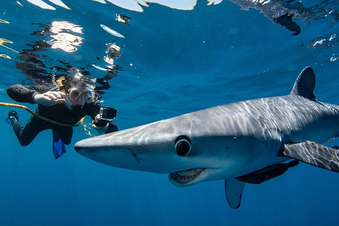 Snorkeling or Swimming with Sharks in Cabo San Lucas - The 30-minute boat transfer: why timing and conditions matter