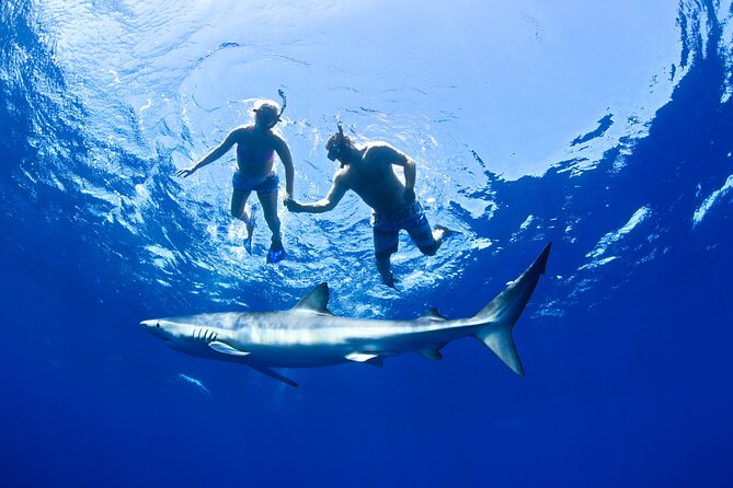 Snorkeling or Swimming with Sharks in Cabo San Lucas - Briefing, gear, and the shark-safety routine