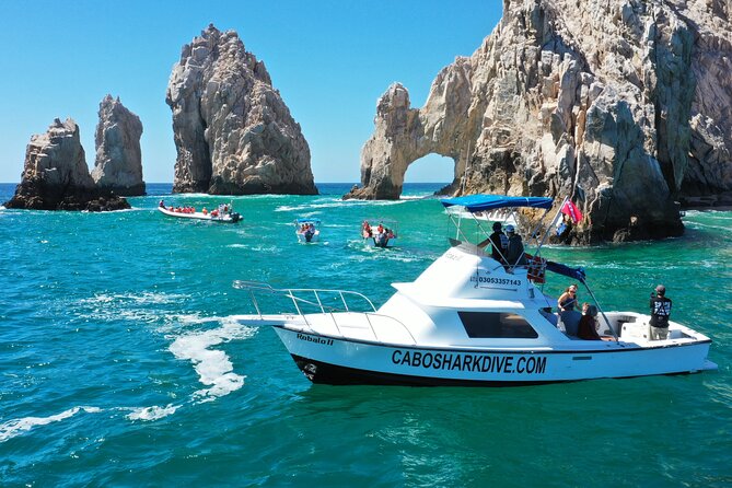 Snorkeling or Swimming with Sharks in Cabo San Lucas - Swimming with pelagic sharks in the Sea of Cortez