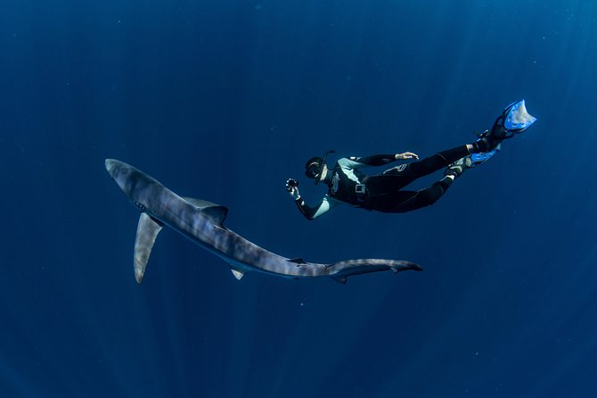 Snorkeling or Swimming with Sharks in Cabo San Lucas - Whale season add-on and other marine life moments