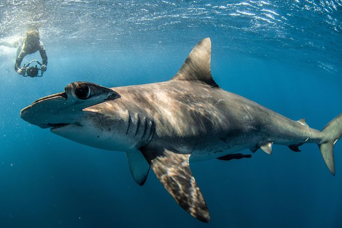 Snorkeling or Swimming with Sharks in Cabo San Lucas - Underwater photos, snacks, and the “small stuff” that matters