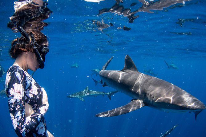 Snorkeling or Swimming with Sharks in Cabo San Lucas - Getting to the dock: meeting point and what to plan for