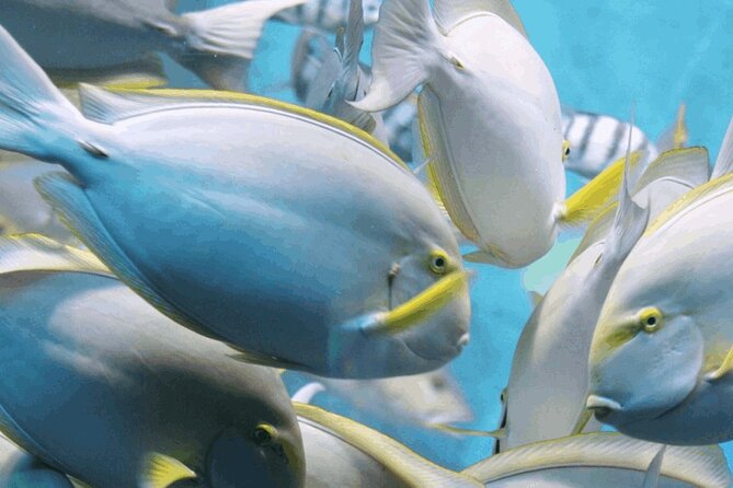 Snorkeling Tour at Land's End in Cabo San Lucas - Key things to know before Pelican Rock
