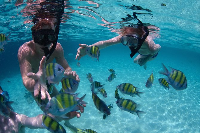Snorkeling Tour at Land's End in Cabo San Lucas - Cabo’s Land’s End, the fast way: Pelican Rock snorkeling in 1 hour 45
