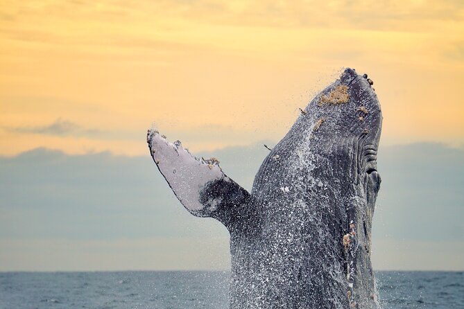 Sunrise Whale Watching boat tour with marine biologist - Key highlights you will feel in real time