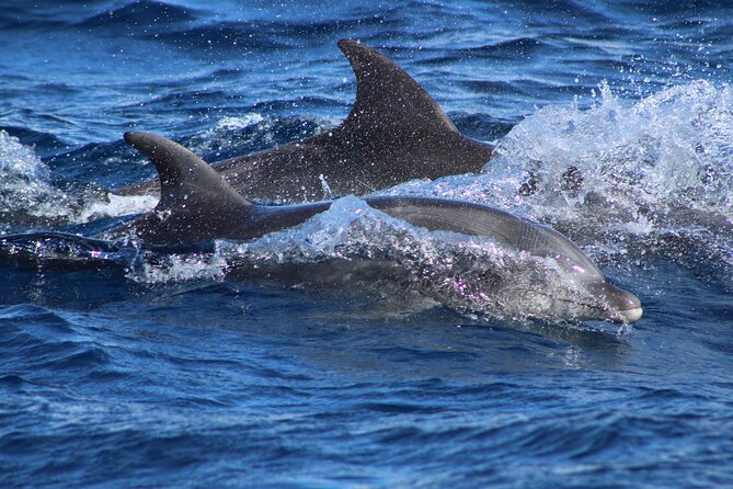 Sunrise Whale Watching boat tour with marine biologist - Close-to-shore views for Pacific reef fish and seasonal birds