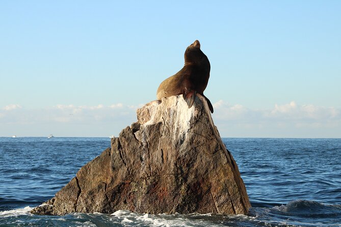 Sunrise Whale Watching boat tour with marine biologist - Iconic beach scenery and why you enjoy it without rushing