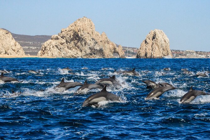 Sunrise Whale Watching boat tour with marine biologist - Arch of Cabo San Lucas and the sea lions photo moment