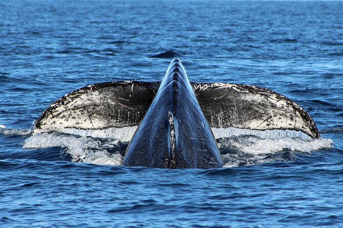 Sunrise Whale Watching boat tour with marine biologist - What you get for $129, and why the inclusions matter