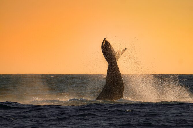 Sunrise Whale Watching boat tour with marine biologist - Meet Angelika and Dario, and how the tour stays educational