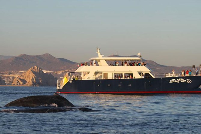 Sunset Dinner Cruise in Los Cabos - Key things to know before you go