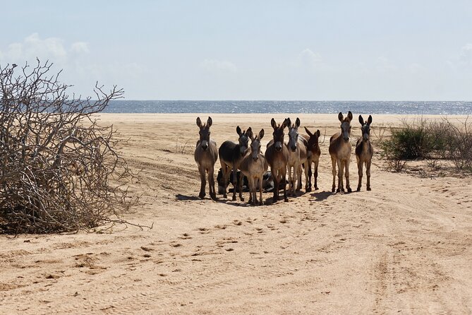 Sunset Pacific Donkey Hiking Tour - How the Sunset Pacific donkey tour runs (3 hours 45 minutes)