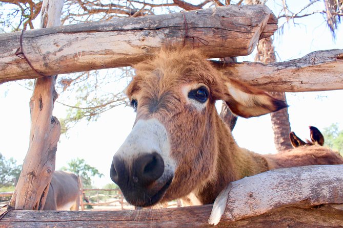 Sunset Pacific Donkey Hiking Tour - Included value: what your $71.20 already covers