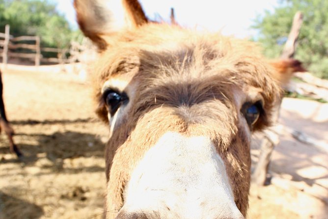Sunset Pacific Donkey Hiking Tour - Private guide upgrade: when you want your own rhythm