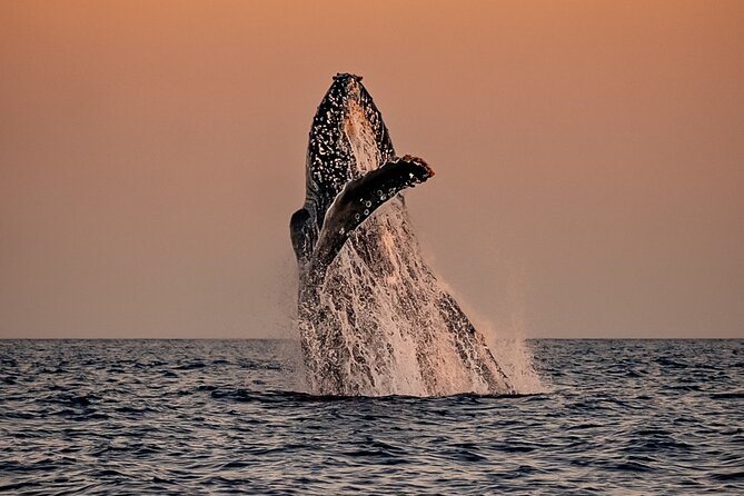 Sunset Whale Watching in Cabo San Lucas - Key highlights you should care about