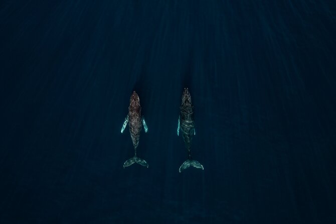 Sunset Whale Watching in Cabo San Lucas - Sunset Whale Watching in Cabo, the real value of a short trip