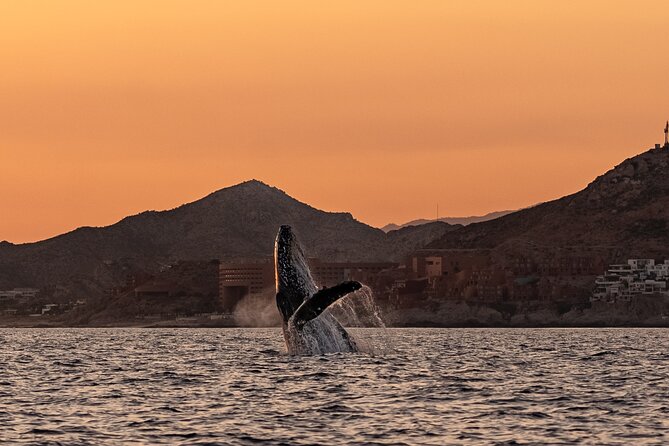 Sunset Whale Watching in Cabo San Lucas - How the crew finds whales, with drone help and real photography focus