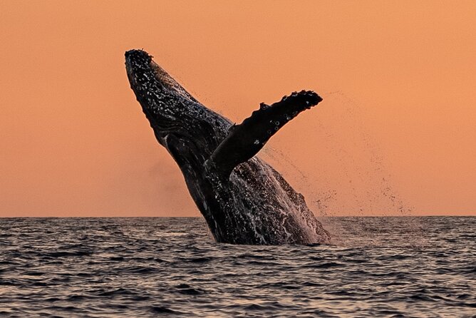 Sunset Whale Watching in Cabo San Lucas - Small boat experience: proximity, comfort, and the flow of sightings