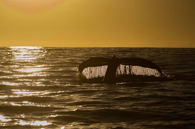 Sunset Whale Watching in Cabo San Lucas - Price and value: is $140 reasonable for 2 hours?