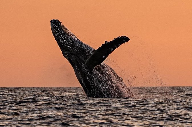 Sunset Whale Watching in Cabo San Lucas - When to book and what your calendar should look like