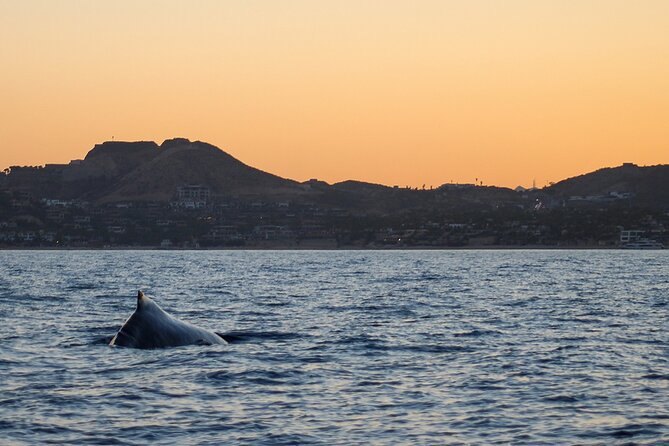 Sunset Whale Watching in San Jose del Cabo - Key highlights you’ll feel right away