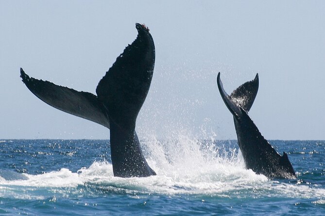 Sunset Whale Watching in San Jose del Cabo - The main event: your Sea of Cortez whale watching at twilight