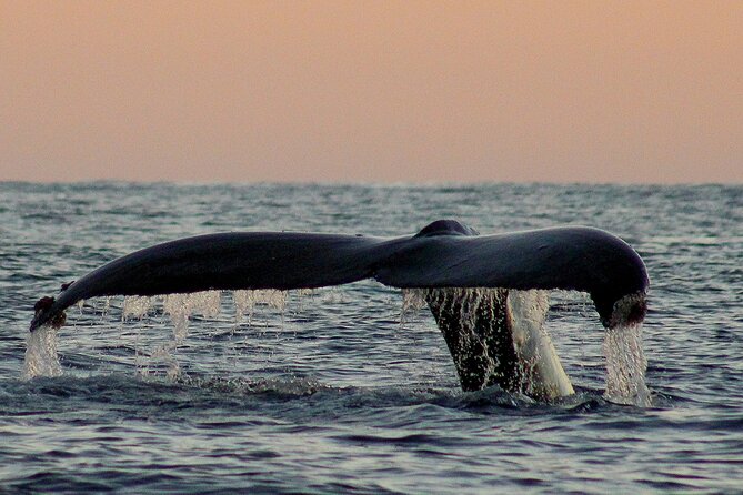Sunset Whale Watching in San Jose del Cabo - What humpback whales look like when the day turns to night