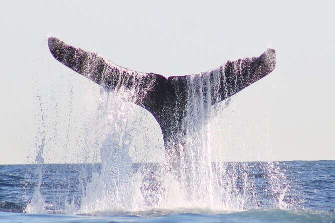 Sunset Whale Watching in San Jose del Cabo - Why the crew makes such a difference (Paola and Chato)