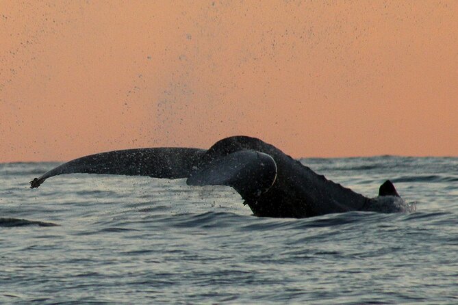 Sunset Whale Watching in San Jose del Cabo - Price and value: does $100 make sense?