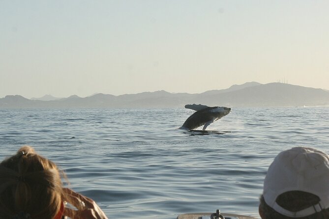Sunset Whale Watching in San Jose del Cabo - Who should book this sunset whale watching trip