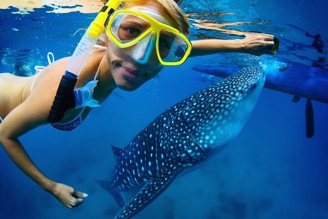Swim with Whale Shark from La Paz - Key things to know before you book