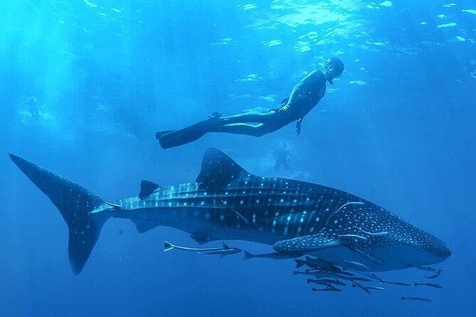Swim with Whale Shark from La Paz - Swim With Whale Sharks From La Paz: The 4-Hour Reality Check