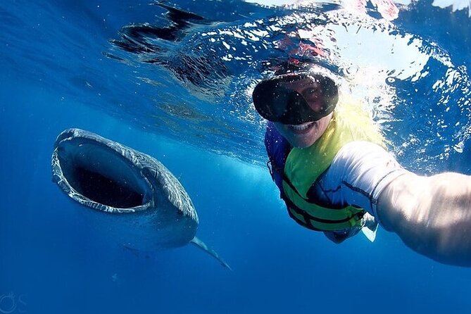 Swim with Whale Shark from La Paz - Two Hours of Whale Shark Snorkeling: Gear, guides, and water etiquette